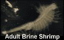 Adult Brine Shrimp
