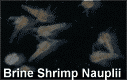 Brine Shrimp Nauplii
